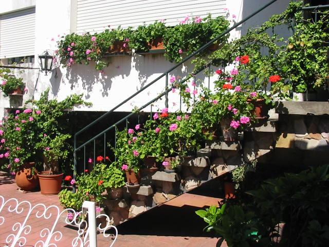Escalera de la casa rodeada de macetas con flores